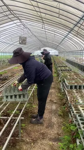 Công việc hàng ngày của nhà em đây #nongnghiephanquoc #xuhuong#thoivuhanquoc #xkldhanquoc#vieclamhanquo