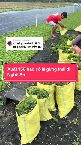 Trả lời @TT Xuát sỉ 150 bao cỏ đi Nghệ an . Cảm ơn anh trai đã ủng hộ #hoakiengthanhnam #colagungthai #thietkesanvuon #garden #sanvuondep 