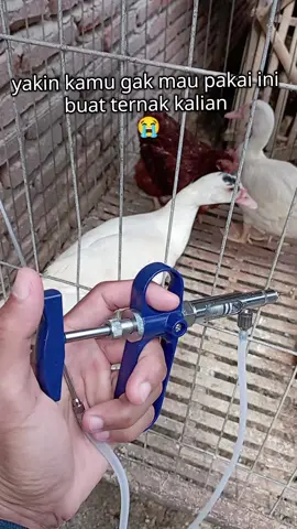 suntikan vaksin otomatis  #suntikan  #vaksinayam  #suntikansapi 