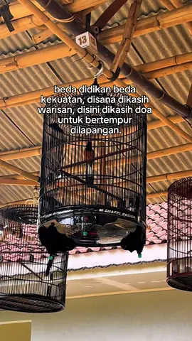 #kicaumanianusantara#muraibatuindonesia#kicaumania#kicauburung
