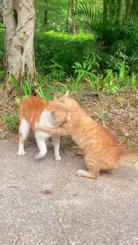 Cats fight 😄#funnyvideos #cats #tiktok #foryoupage 