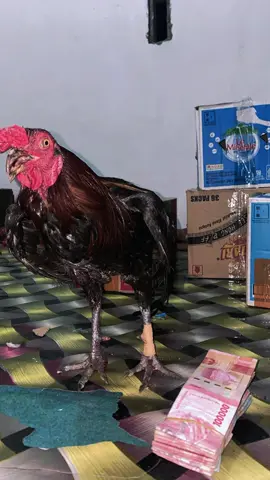 Cair⭐️🤑#CapCut #fyppppppppppppppppppppppp #ayamimportfilipin🇵🇭 #salamsatuhobby #ayamkampung 