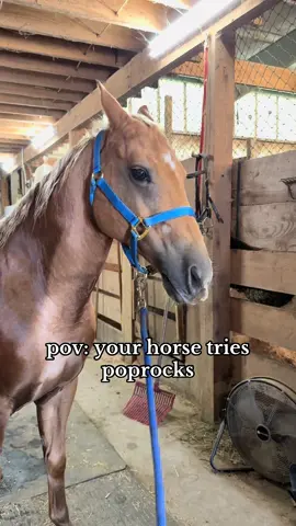 still laughing about how offended he was 😂 #aqha #equestrian #equines #horsevideo #horsevideos 