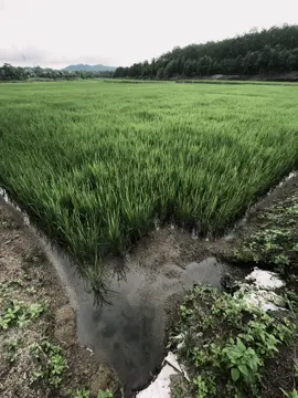 爱情就像火焰，如果不懂珍惜，它很快就会熄灭。“Tình yêu giống như ngọn lửa, nếu không biết trân trọng, nó sẽ sớm lụi tàn.” #xuhuong #fpy #tamtrang #buon #chill 