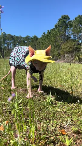 Adventure time! #sphynx #sphynxcat #catsoftiktok #catmom #pickles 