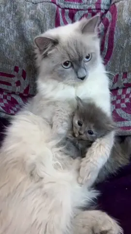 هذا المقطع لكل شخص رافض يجيب قط للبيت 🥰♥️