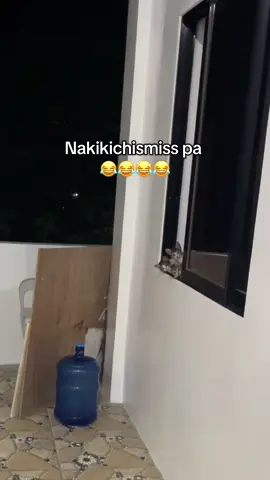 mga chismosa yan😂#cat #catlover #animallover #petlover #catmom 