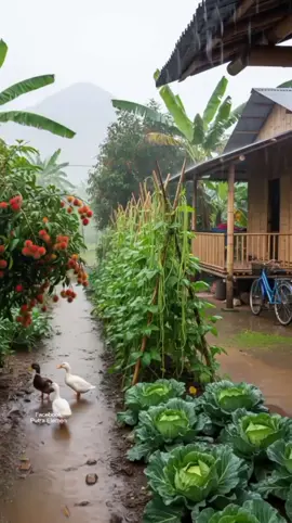 Hujan Rileksasi  #hujan #rain #rainday #suarahujan #hujan🌧️ 