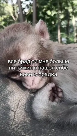 #брадки #rge #fyp 