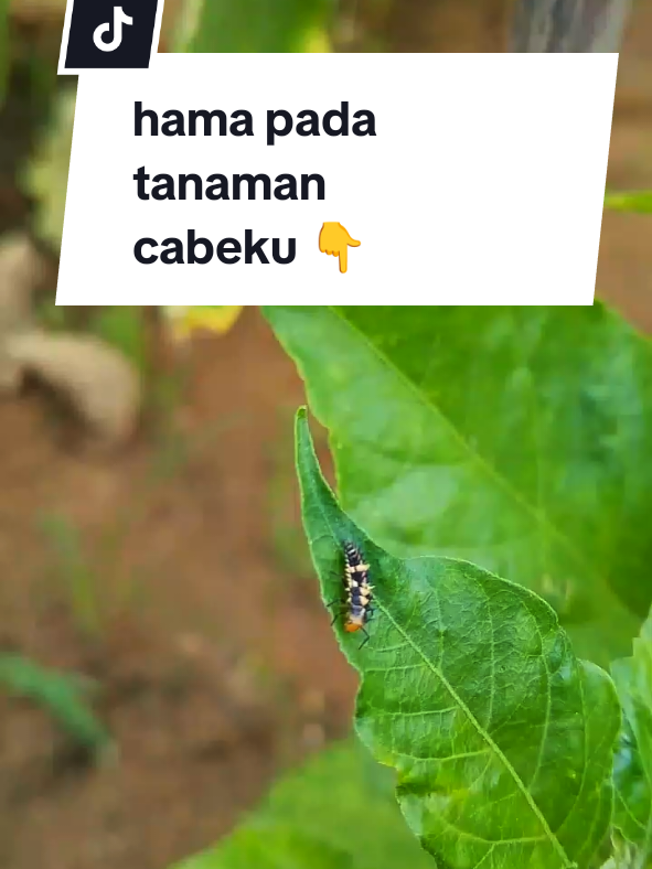 siap eksekusi 👌 #fypシ゚ #berkebun #minigarden #kebunbelakangrumah 