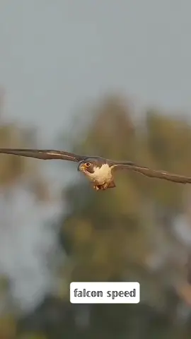 #CapCut #foryou #falcon #speed #💀 