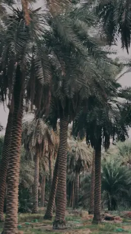 #شاي #اكسبلوررر  #خيل_وخياله🐎  #خط  #مسابيح 