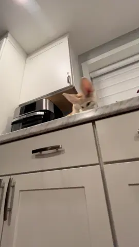 When your Fenn uses your back as a launching pad to jump onto the counter and get her treats…. 🙄😹🦊🐾 #bellathefennecfox #petfennecfox #fennecfox #silly #fox  @enos.marilyn