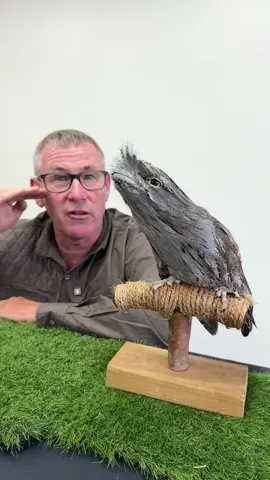 This is an Australian Tawny Frogmouth - fascinating to see this bird up close! 🤠🦅