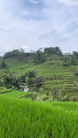 Hijau tak berujung, harapan pun tumbuh di setiap helaian daun🌾🍃#SuasanaDesa #KampungHalaman #pedesaan #storysunda #fyp 