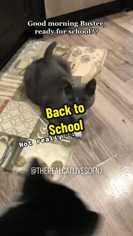 #cat#backtoschool #catlife #tiktokcat #therealcatlivesofnj 