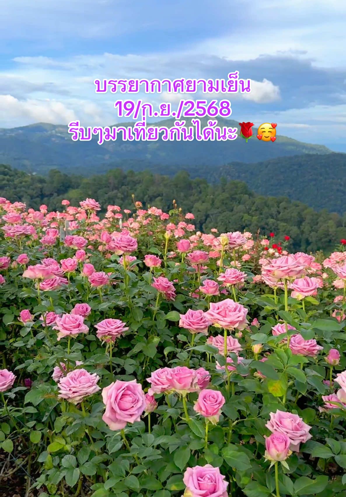 บรรยากาศยามเย็นล่าสุด รีบๆมาเที่ยวกันได้นะก่อนที่ดอกจะเริ่มร่วงนะคะ🌹🥰#สวนกุหลาบโรแมนติกชิดขอบฟ้า #แม่ริม #เชียงใหม่ #ปลูกกุหลาบ #ฮิตในtiktok 