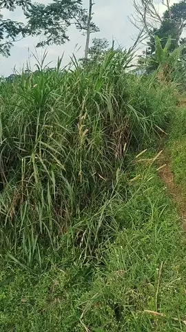 tah ieu keur mulek na ges mentasan sbrha lembur #berburudedes #berburu #anjingpintar #porbi_sumbar #berburubabihutan 