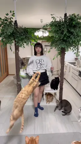 毎月、第三土曜日の保護猫譲渡会！ #猫じゃらし歴  #もふもふテレビ 