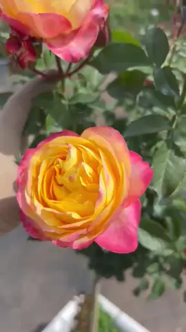 Dream beauty vàng #Tienroses #thanhphodalat #xuhuong 