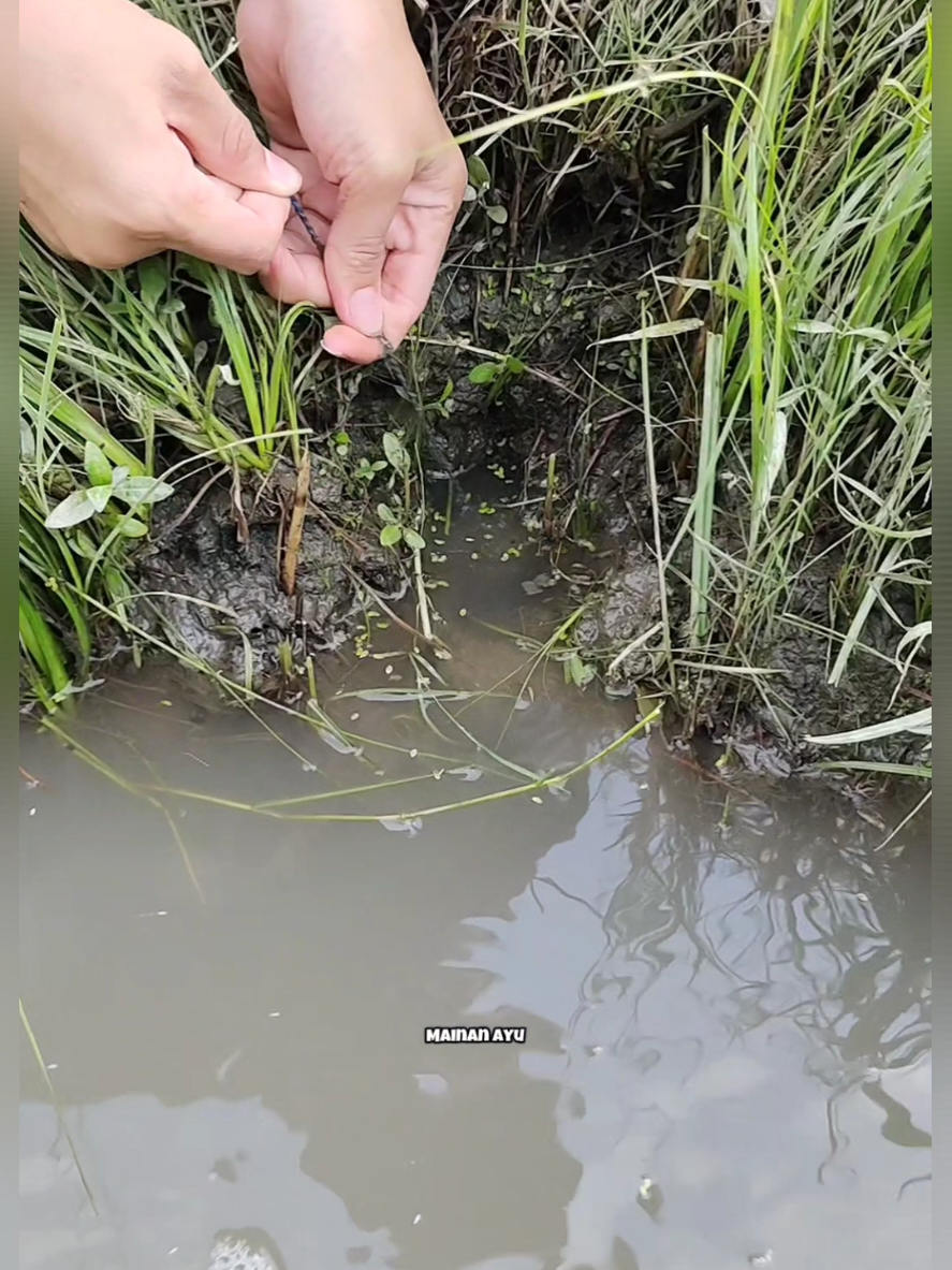 Spot Mantap, Hasilnya Luar Biasa Jos Sobat 😄💪, #mainanayu #mancingbelut #berburubelut #belutbabon #belutsawah 