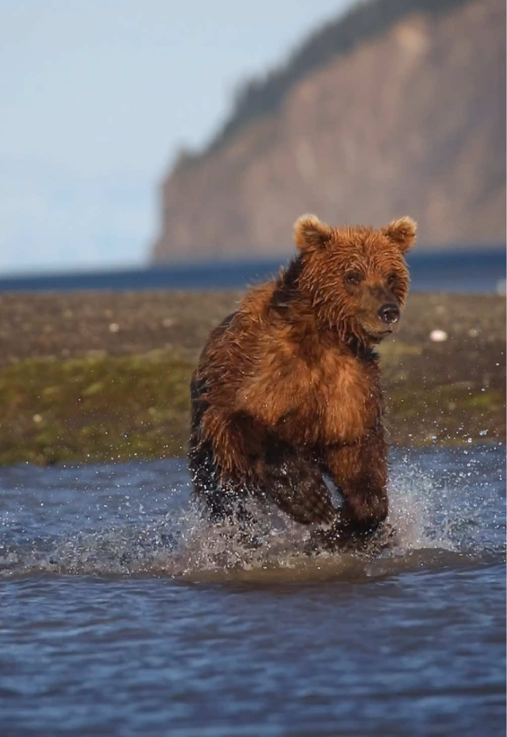 Jumpin around for salmon This is one of the playful juveniles in the area #fyp #trending #wildlife #viral #alaska