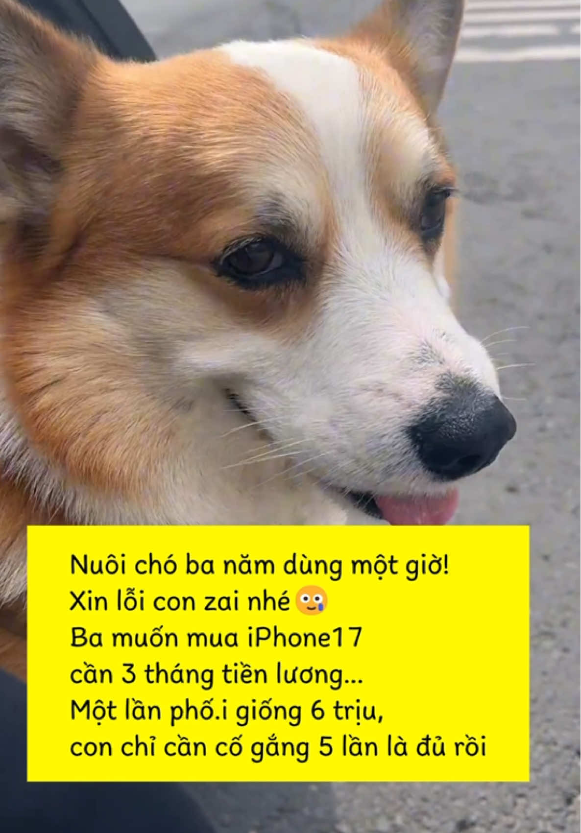 🐶: Tự dưng được nâng tầm giá trị bản thân… #dog #corgi #chómèo #hàihước #thúcưng 