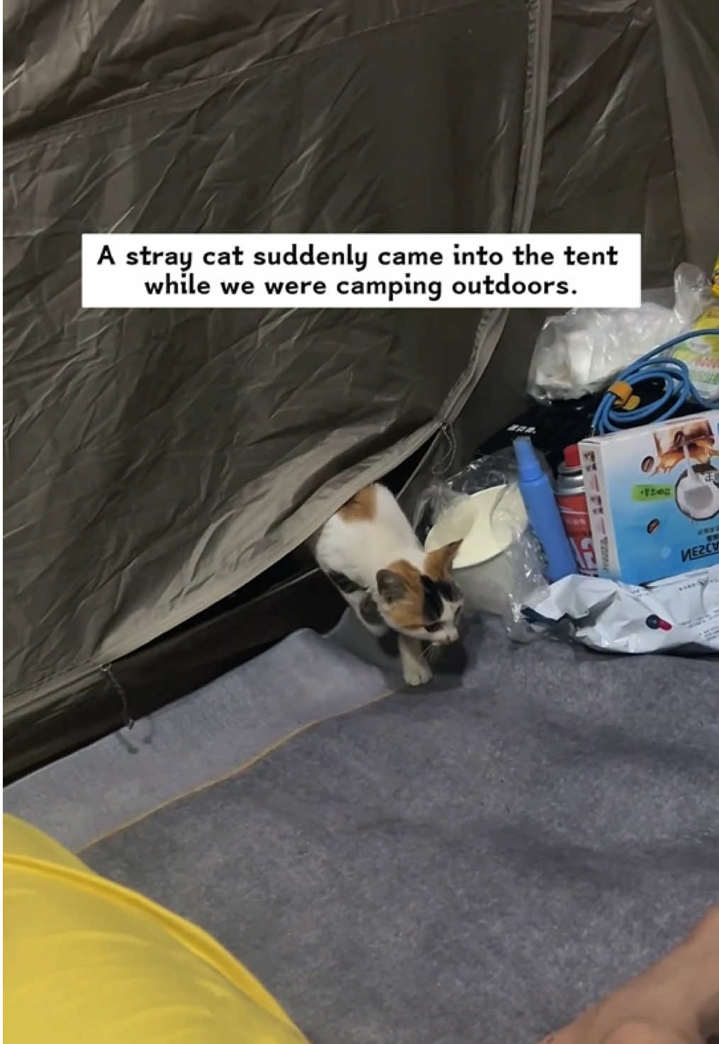 A stray cat suddenly came into the tent while we were camping outdoors.Outside, a strong wind was blowing. It was so cold that I took it in. Then...#rescue #animals #cat 