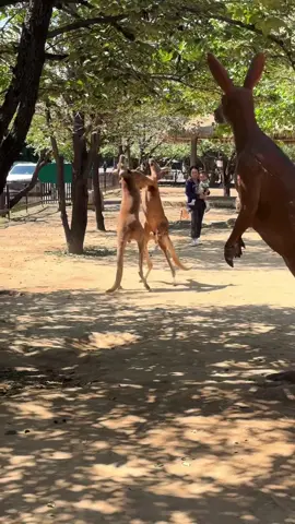 Chuyến này căng à nha, 3 mặt một lời luôn #petcute #khoanhkhacdangyeu #kangaroo 