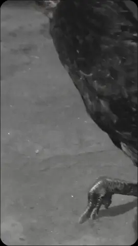 #4u #zxbca #bismilahrameシ #ayamcalabai 