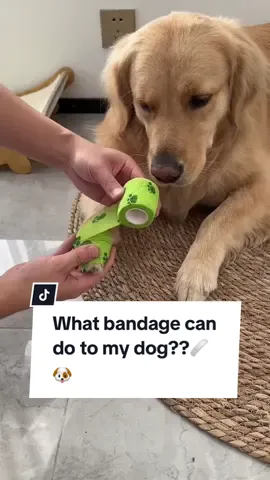 Get this Bandage Shoe to protect your dog’s paw🐾