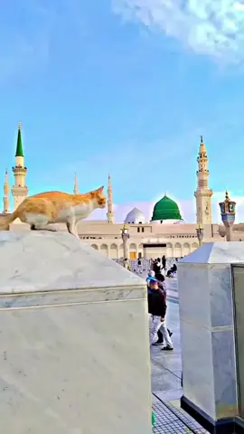 رونکاں مدینہ وچ#for you #for you Page #fyp#viral video#my Islamic trand uk account  love Allah pak  hazrat muhammad  sharaif  sharaif