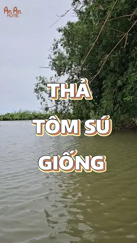 Thả tôm sú giống  #AnAnHome #CaMau #GiaDinhHaHa #Trảinghiệm #xuhuong