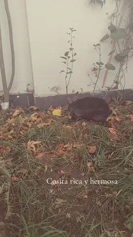 🌈🥰 #conejo #rex #felicidad #viral #emociones 
