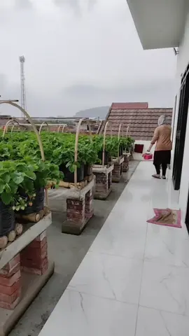 buru buru.... panen keduluan hujan 😱#petanimuda  #CapCut  #fyp #petanimilenial 