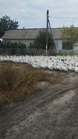 на прогулку#деревня #лето #2025 #животноводство #гуси 
