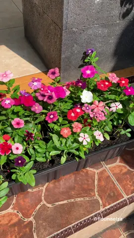 Satu pot vinca = sejuta mood booster ✨🌺 😍 Benih dan tanaman Vinca ready di showcase, tapi sangat TERBATAS!! Jadi buruan co 🧚🏻‍♀️ #bungavinca #periwinkle #tapakdara #gardeningplants #smallgarden 