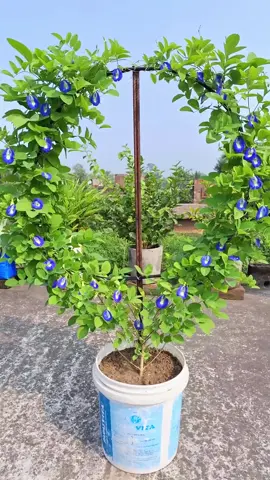 How to grow Aparajita | blue pea plant beautifully #tree  #plants #fyp #viralvideo #idea 