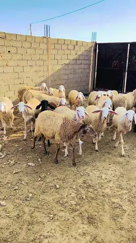 #النعجة_الشڤرة_تربية_المواشي_تحيا_الموالة 