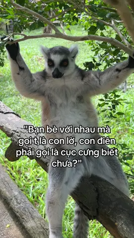 #greencreator #vinwonders #dulich 