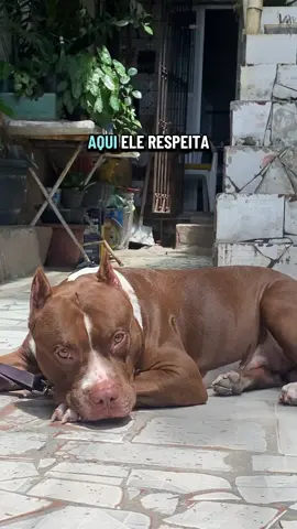 Esse cachorro tem que ter liderança, atitude! #cachorro #atitude #lideranca #salvador #amstaf 