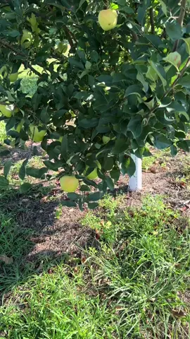 Unpopular opinion but a fresh golden delicious apple is one of THE best apples….in my opinion.  #applepicking #appleseason #goldendelicious #upickapples #upickfarm 