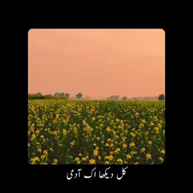 Parveen Shakir 🌸  #poetry #poetrylover #parveenshakir #munirniazi #fyp 