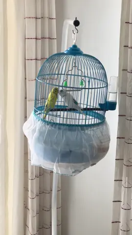 #عشق #مرغ_عشق🦜 #iran🇮🇷 #پرنده 