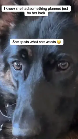 #bestdog #germanshepherd #gsd #mylife #cheeky 