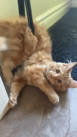 Ralph giving his best aerial yoga impression 🐱🧘‍♂️#orangecat #orangecatbehavior #kittenlife 