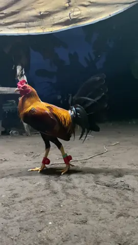 #s2ryahee #tiktoksabong #fypシ゚ 