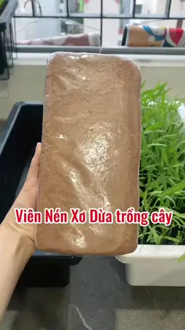 Viên Nén xơ dừa trồng cây giữ ầm tốt, giúp đất trồng tơi xốp hơn …  @thuhaiphong  @thuhaiphong  #thuhaiphong #trongcay #viennenxodua #trongrau #lamvuon 