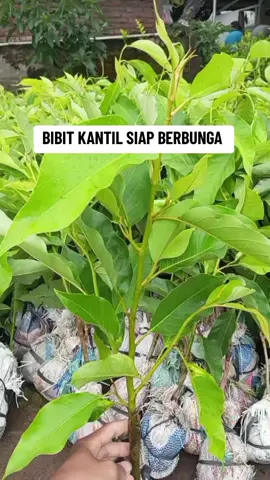 STOK TERBARU BIBIT KANTIL SIAP BERBUNGA BIBIT HASIL OKULASI LEBIH CEPET BERBUNGA SILAHKAN DI CO DI KRANJANG KUNING #fpy #foryoupage #foryou #4u #bismillahfyp 