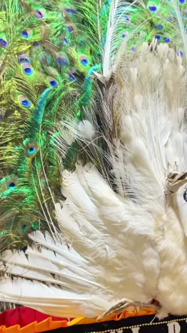 hatur nuhun cahyanaa ❤️‍🔥, siap kirim ke tuan putrii 🦚 #boloreog #storyreog #fyp 